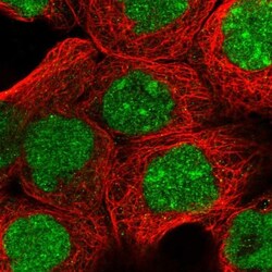 ZNF650 Antibody, Novus Biologicals 0.1mL; Unlabeled:Antibodies, Polyclonal